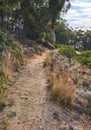 Landscape of a hiking trail near cultivated woodland on Table Mountain in Cape Town. Forest of tall Eucalyptus trees Royalty Free Stock Photo