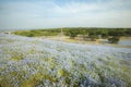 ibaraki, Japan May 6, 2017 :Landscape nemophila flowers field at hitachi seaside park japan Royalty Free Stock Photo
