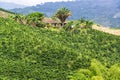 Coffee Plants and Small House