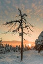 Landscape upon the hill in Rovaniemi - scotland