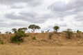 Landscape of a hill in the savanna of Tarangire National Park, in Tanzania, with some giraffes and trees on it