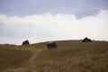 Landscape with hills, three big stones and blue sky. south of russia, summer. yellow grass in late August