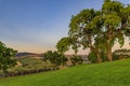 Landscape at a vineyard in the spring in Napa Valley, California, USA Royalty Free Stock Photo