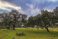 Landscape of holm oaks and cork oaks with cloudy and dramatic sky in the Monfrague area, Caceres, Extremadura