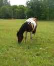 Landscape horse on a green grass