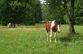 Landscape horse on a green grass
