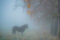 horse in a misty dawn in fall