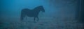 misty dawn horse in fog