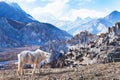 Landscape with horse from Nepal, Tibet Royalty Free Stock Photo