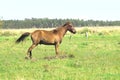 Landscape Horse and pasture fields