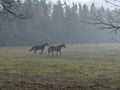 Landscape with horse silhouettes in a snowstorm