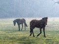 Landscape with horse silhouettes in a snowstorm