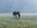 Landscape with horse silhouettes in a snowstorm