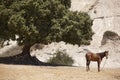 Landscape with horse and tree in Crete. Greece Royalty Free Stock Photo