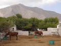 Landscape with horses on the background of mountains in the village of Perissa, on the island of Santorini, Greece.