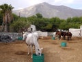 Landscape with horses on the background of mountains in the village of Perissa, on the island of Santorini, Greece.