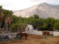 Landscape with horses on the background of mountains in the village of Perissa, on the island of Santorini, Greece.