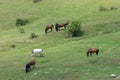 Landscape with horses