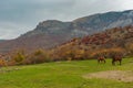 Landscape with horses pasture on the Valley of Ghosts in Crimean mountains near Alushta resort