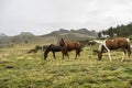 Landscape with horses on the road of the Picos de Europa, Asturias and Cantabria, Spain Royalty Free Stock Photo