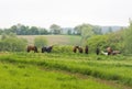 Landscape with horses Royalty Free Stock Photo