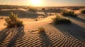 Landscape of a hot desert with sandy wave in the evening. Green desert plant Royalty Free Stock Photo