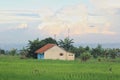 Landscape of a house in the middle of a rice field Royalty Free Stock Photo
