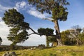 Landscape with a huge pine tree. Bingie. Australia.