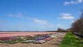 Landscape of Hyacinth bulb-field. Royalty Free Stock Photo