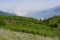 Hyrcanian forests , Northern Alborz