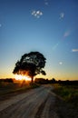 Landscape of idyllic tree near road in sunset background Royalty Free Stock Photo