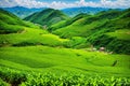 a view of green tea bud and fresh black tea leaves.