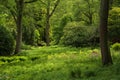 Landscape image of beautiful vibrant lush green forest woodland Royalty Free Stock Photo