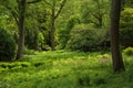 Landscape image of beautiful vibrant lush green forest woodland