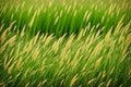 Green Fox tail Grass is beutiful and nice.