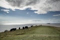 Landscape image of cows grazing on edge of cliff on Summer day Royalty Free Stock Photo