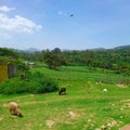 Landscape image of farm life in rural areas