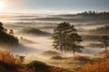 Foggy forests Incorporate a foreground element made with generative ai