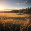 A forest meadow with wild grasses at sunset.