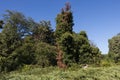 Landscape image of forest trees with a clear blue sky Royalty Free Stock Photo