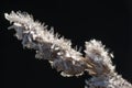 Frosted Grass Stem