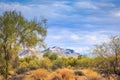 Desert Landscape with Cactus, mountains and plants Royalty Free Stock Photo