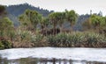 Waikoropupu Springs, New Zealand