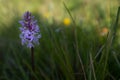 A landscape image of a purple wild marsh orchid shot in The Burren National Park, Ireland