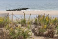 Landscape image in Rehoboth Beach Delaware with golden rod wildflowers in the foreground. Royalty Free Stock Photo