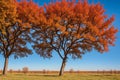 The autumn forest in the Ukrainian steppe has a barren mulberry tree.