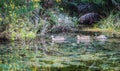 Landscape image of three Mallard Ducks Royalty Free Stock Photo