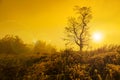 Landscape image with trees silhouette at sunset