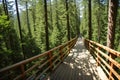 a treetop walk in the Black Forest.