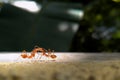 Landscape image of two fire ants kissing on green background